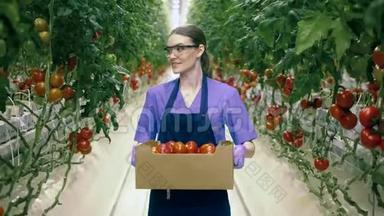 一个工人走在温室里，拿着一个装满成熟番茄的盒子。 工业蔬菜种植，生鲜聚集